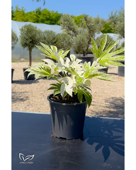 Zimmerblumen - Fatsia japonica 'Spider's Web'