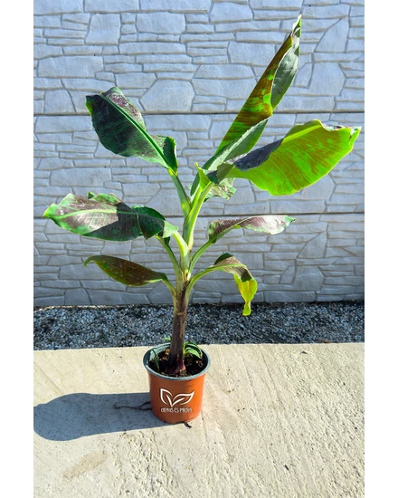 Törpe banán - ehető termésű - Musa 'Dwarf Cavendish'