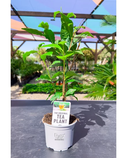 Echter Teestrauch - Camellia sinensis