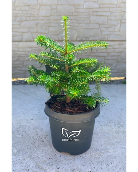 Abies koreana - Koreai jegenyefenyő eladó