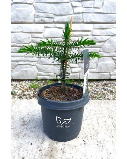 Araucaria araucana – Chilei araukária / Chilei fenyő eladó