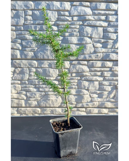 Atlasz cédrus – Cedrus atlantica