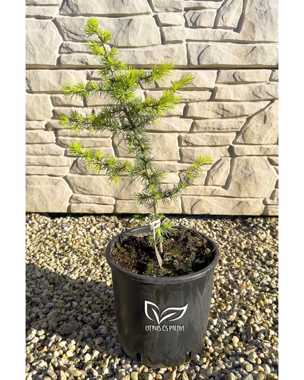 Atlasz cédrus – Cedrus atlantica