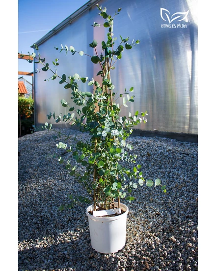 Tasmaniai havasi eukaliptusz - Eucalyptus gunnii eladó cserépben