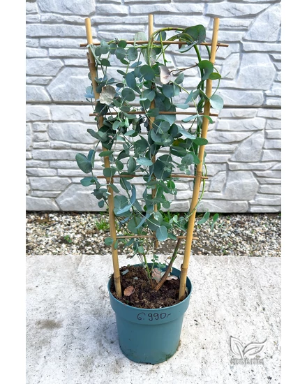 Tasmaniai havasi eukaliptusz - Eucalyptus gunnii eladó