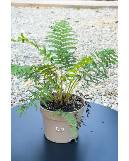Óriás páfrányfa - Dicksonia antarctica