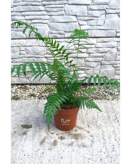 Óriás páfrányfa - Dicksonia antarctica