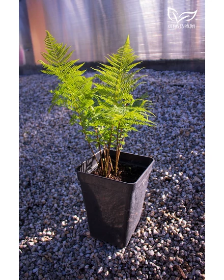 Páfrány, Erdei pajzsika - Dryopteris filix-mas eladó
