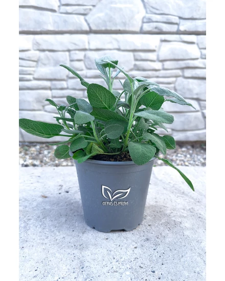 Zsálya - Salvia officinalis