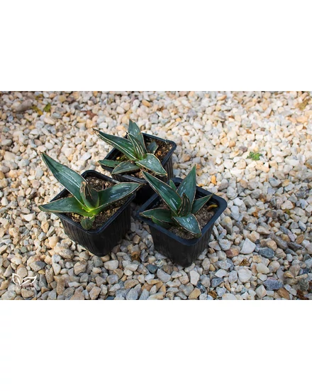 Agave ferdinandi regis