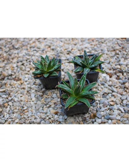 Agave victoriae-reginae