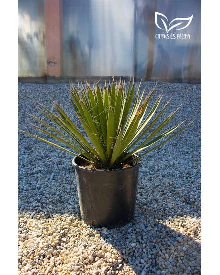 Yucca filifera 24 cm cserépben