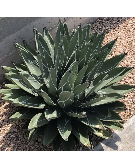 Agave ferdinandi regis | Citrus s Plma - Kertszet Webshop