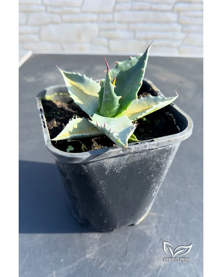 Agave Havardiana