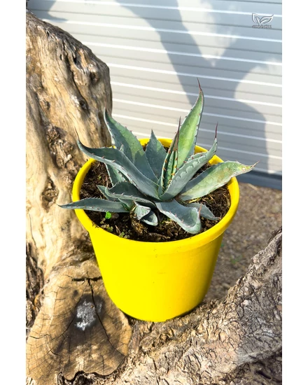 Agave Havardiana