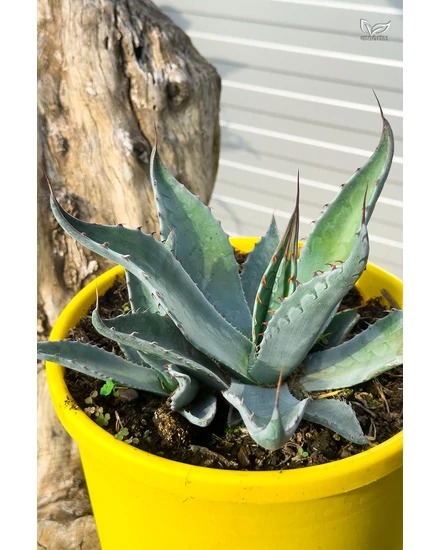 Agave Havardiana