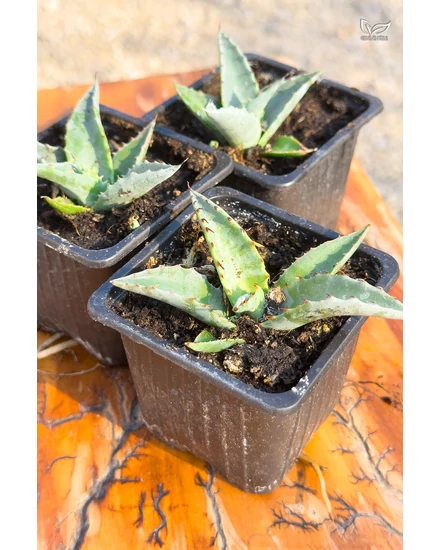 Agave Havardiana