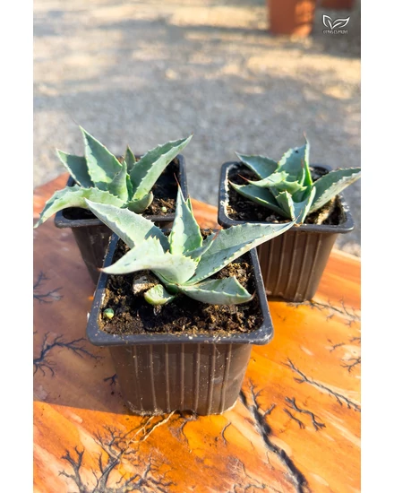 Agave Ovatifolia