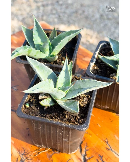 Agave Ovatifolia - Agave cu limbă de balenă eladó | citrusespalma.hu