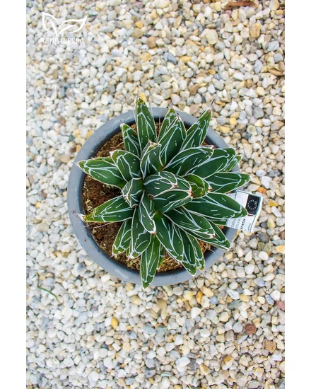 Agave victoriae-reginae