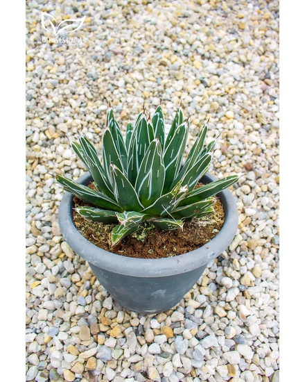 Agave victoriae-reginae