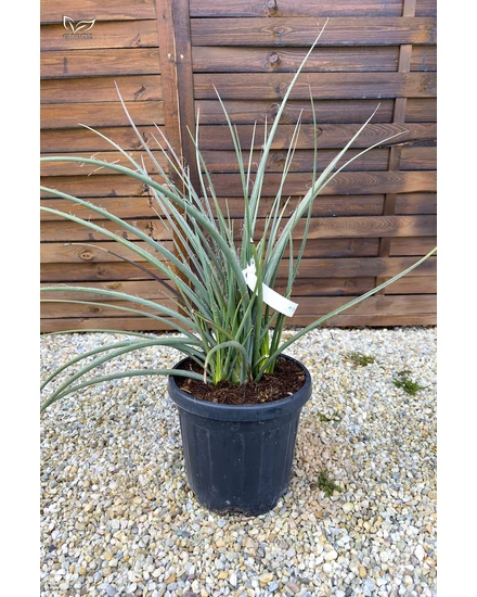 Hesperaloe Parviflora - Piros virágú Yucca eladó