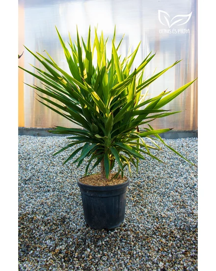  Pálmaliliom - Yucca elephantipes eladó