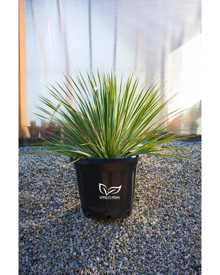 Yucca rostrata cserépben