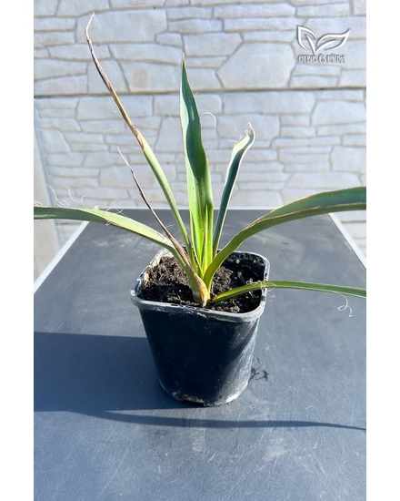 Yucca faxoniana - Faxon jukka