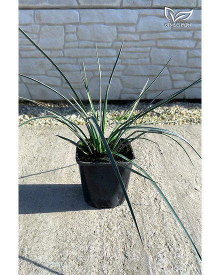 Yucca filifera 16 cm cserépben