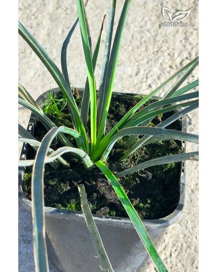 Yucca Filifera de vânzare | Citrice și palmieri - Magazin online