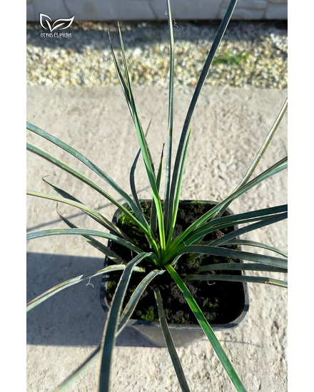 Yucca Filifera de vânzare | Citrice și palmieri - Magazin online