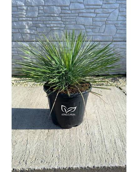 Yucca Linearifolia cserépben