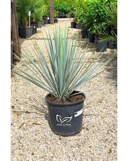 Yucca Rigida - Kék yucca cserépben