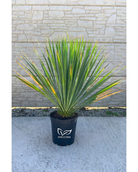 Yucca rostrata cserépben