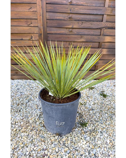 Yucca rostrata 24 cm cserépben