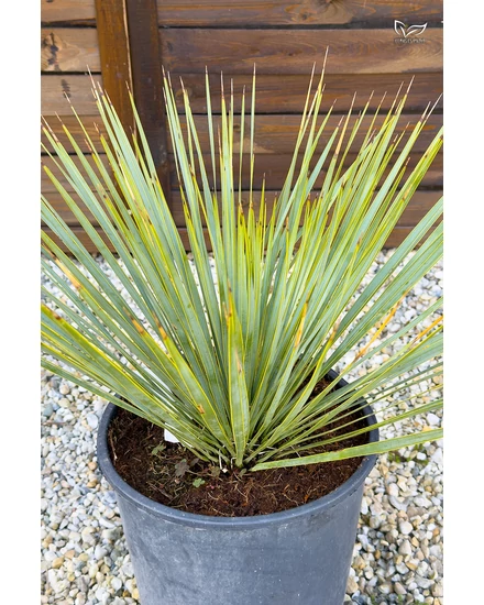 Yucca rostrata