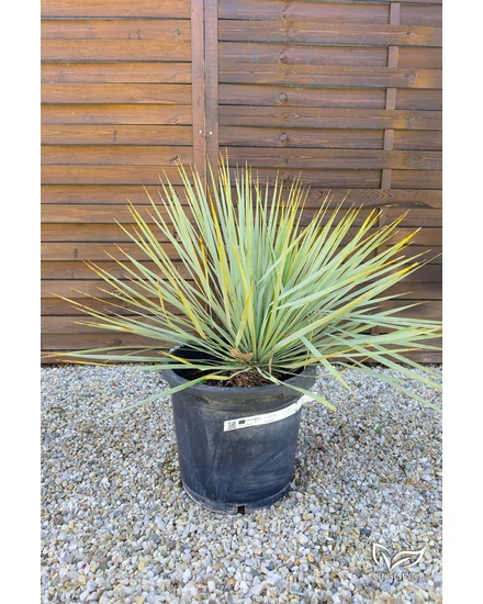 Yucca rostrata cserépben