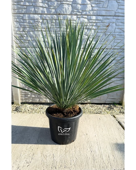 Yucca rostrata