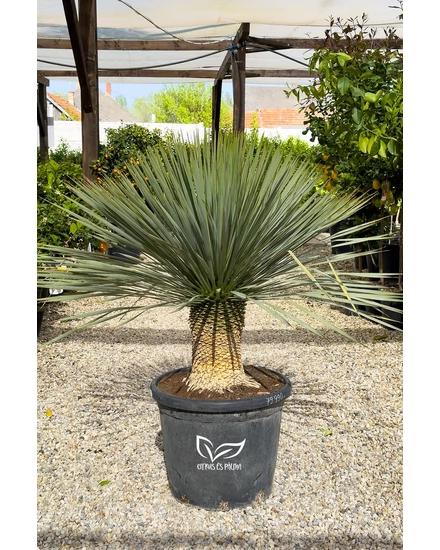 Yucca rostrata cserépben