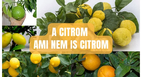 A citrom, ami nem is citrom