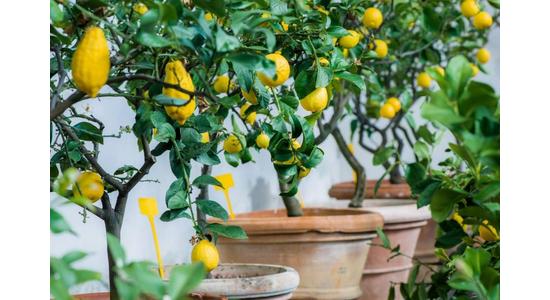 Citrusok nevelése Magyarországon