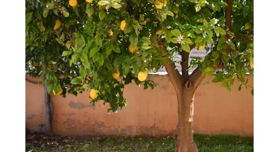 Anpflanzung von Zitrusbäumen im Garten