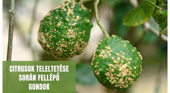 Citrusok teleltetése során fellépő gondok