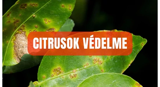 Citrusok védelme