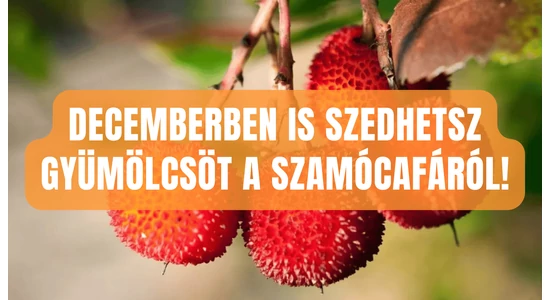 Plody z jahodovníka si môžete natrhať aj v decembri!