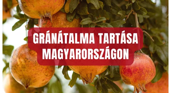 Gránátalma tartása Magyarországon – minden, amit tudni érdemes