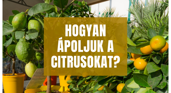Hogyan ápoljuk a citrusokat?