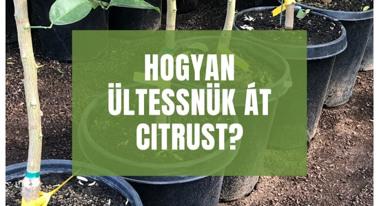 Wie pflanzt man Zitrusfrüchte um?