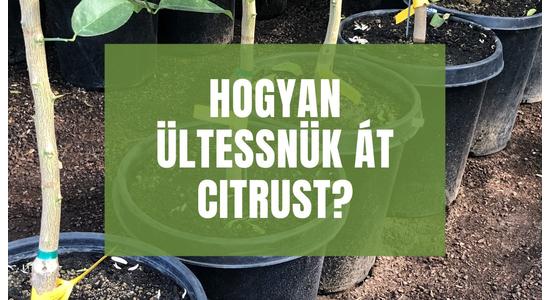 Hogyan ültessnük át citrust?